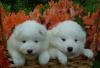 Шикарные белоснежные медвежата превью 828790.