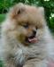 Щенки немецкого шпица померанского типа - медвежон превью 828934.