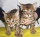 Бенгальские котята превью 829034.