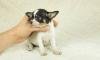 Черно-подпалая на белом гладкая девочка чихуа превью 829306.