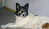 Метис лайки и шелти   - трогательная собака  в дар превью 829408.