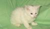 Котенок - метис ангорской кошки превью 829769.
