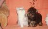Продается щенок йорка девочка превью 830000.