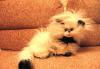 Кот (мягкий). Новый превью 831626.