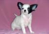 Чихуахуа  мини-девочка превью 831645.