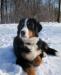 Щенки бернского зенненхунда превью 831905.