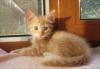 Котенок в добрые руки превью 831974.