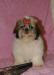 Щенок ши-тцу превью 830205.