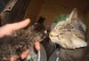 Превью Отдам котят в хорошие руки Санкт-Петербург - 3