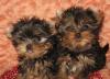 Йоркширский терьер щенки (йорк), есть Мини превью 834153.