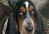 Щенки бассет-хаунда превью 834590.