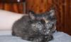 Котенок в дар превью 835146.