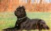 Кане-Корсо щенки.3 мальчика- 2 месяца -20.тыс. ру превью 836496.