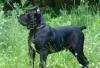 Щенки кане-корсо, чёрный и тигровый мальчик превью 837793.