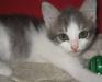 Превью В дар котенок-девочка, 1,5 мес Москва - 3