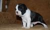 Бостон терьера щенки превью 839216.