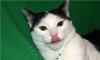 В дар молодой биколорный кот-спортсмен Адольф превью 841389.