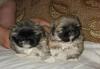 Пекинесики девочки превью 841715.