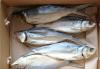 Превью Солено-суш. продукция кальмар-струж.,осьминог Москва - 4