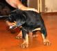 Ротвейлера щенки превью 842424.