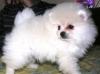 Щенки шпица превью 842673.