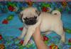 Мопсы щеночки превью 842721.