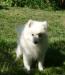 Японский шпиц  белоснежные щенки превью 843503.