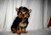 Продаётся девочка йоркширского терьера18000тыс превью 844292.