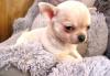 Продаётся мальчик чихуанедорого превью 844543.