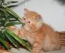 Превью Котёнок экзотический плюшевый Москва - 1