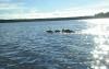 Превью Отдых, охота, рыбалка на озере Вельё Валдай - 3