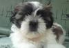 Щенки ши-тцу от чемпионов превью 845886.