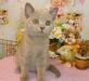Превью Лиловая кошечка (клубная) Санкт-Петербург - 2