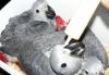Превью Хорошо обучены и восхищения парой серых африкански Воронеж - 1