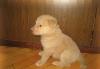 В дар - бежевые пушистые щенятки превью 846908.
