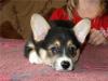 Вельш корги пемброк,3мес,замечательные малыши превью 847445.
