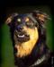 Превью Муха  черная спинка, оранжевое брюхо Щенок в дар Москва - 4
