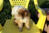 Щенки китайской хохлатой превью 848130.