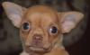 Чихуахуа - щенки необыкновенной красоты превью 848215.