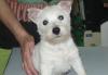 Превью Питомник Кара Дак . Щенки Вестики Санкт-Петербург - 1