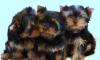 Йоркширский терьер щенки мини и стандарт(3месяца) превью 849347.