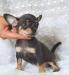Чихуахуа г/ш девочки голубо и черно-подпалые превью 849873.