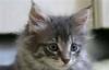 Отдам бесплатно в добрые руки котят превью 849934.