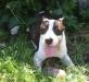 Щенки америкканского стаффордширского терьера превью 849990.