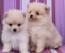 Щенки померанских шпицов редких окрасов превью 850089.
