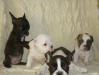 Щенки французского бульдога превью 850105.