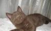Шоколадный котенок скоттиш страйт превью 851039.