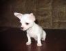 Чихуаху г/ш мальчик 16.05.2010 превью 851275.