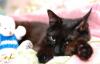 Ляля  черная кошечка. Очень общительная, добрая превью 851467.