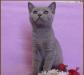 Лиловая кошечка (клубная) превью 851558.